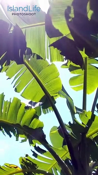 Bahamas #VideoCollab