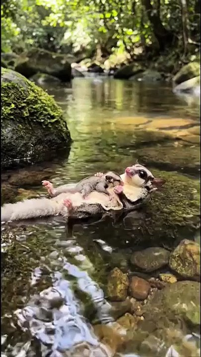 Cute animal