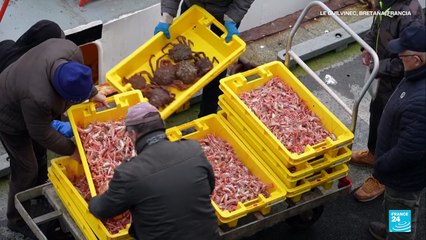 Brexit golpea a la pesca francesa entre menos licencias y mayor competencia