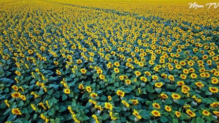 Instrumental Music For Meditation And Relaxation - Calming Nature Sounds And Soft Piano