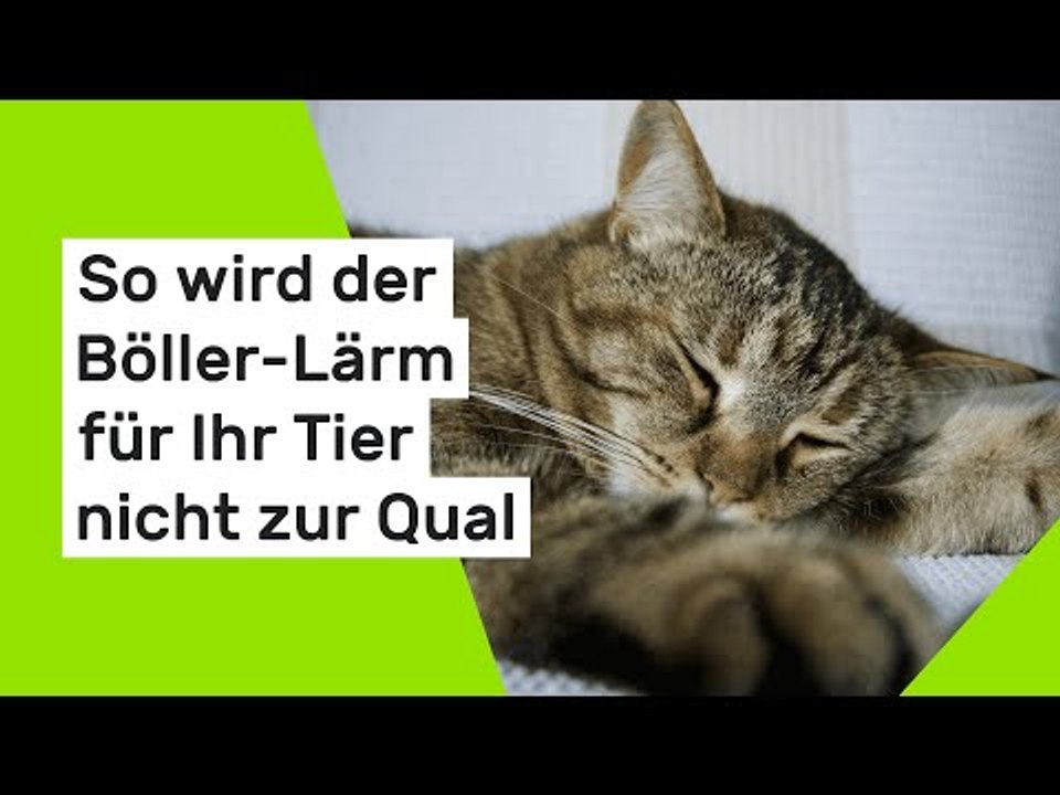 Silvester mit Haustieren: So wird der Böller-Lärm für Ihr Tier nicht zur Qual