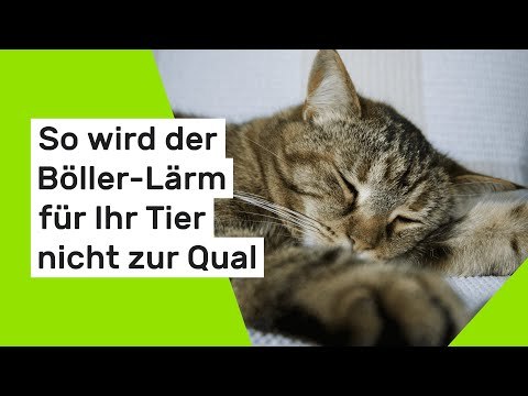 Silvester mit Haustieren: So wird der Böller-Lärm für Ihr Tier nicht zur Qual