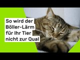 Silvester mit Haustieren: So wird der Böller-Lärm für Ihr Tier nicht zur Qual