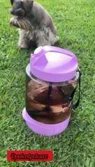 🛑 Long walks & no water for your dog? This 2.2L large-capacity bottle keeps your pup hydrated outdoors 🐶💧No refills • No spills • Perfect for trips👉 Get yours now on our website