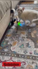 STOP scrolling 🛑🐾Bored pet at home?This toy ball = nonstop fun 👉 Shop now on our website