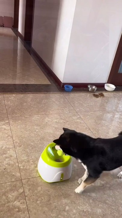 🛑 Bored dog?This automatic ball thrower keeps playtime nonstop 🎯🔥 Shop now on our website!