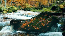 Calming Music For Anxiety - Tranquil Nature Sounds And Soothing Melodies