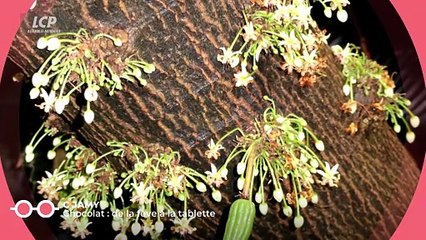 C Jamy - Le chocolat : pourquoi nous fait-il craquer ?