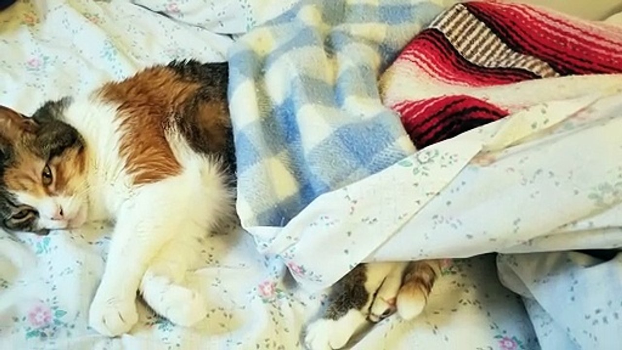 Elsie has declared today to be a lazy day and it's hard to disagree. | #SparklegleamFarm #Elsie #homestead #LadyChunkerella #cats #catlife #cute