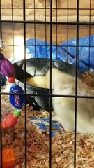 "Oh hai, I didn't notice you there!" | #SparklegleamFarm #Lemongrab #homestead #goose #farmanimals #UNACCEPTABLE #cute