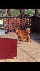 #funny video #shortvideo #viralvideo #funnyadda#