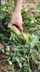 Keep Him Alive Or We All Die