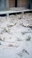 🍎💙⏬🏳️ 01.02 - 01.03 🔥 Married My Way to the Throne More Wives More Power dailymotion 🌐x9wu7pi