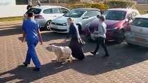 the supervet noel fitzpatrick s07e08 skyfire