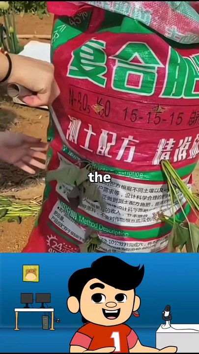 They didn’t plant these in the ground… and look what grew!#SmartFarming #LifeHacks #GardeningTips #SweetPotato #VillageIdeas