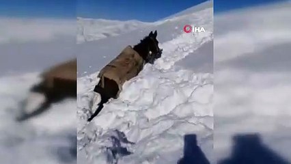 Karda mahsur kalan at ve katırlar güvenlik korucuları tarafından kurtarıldı