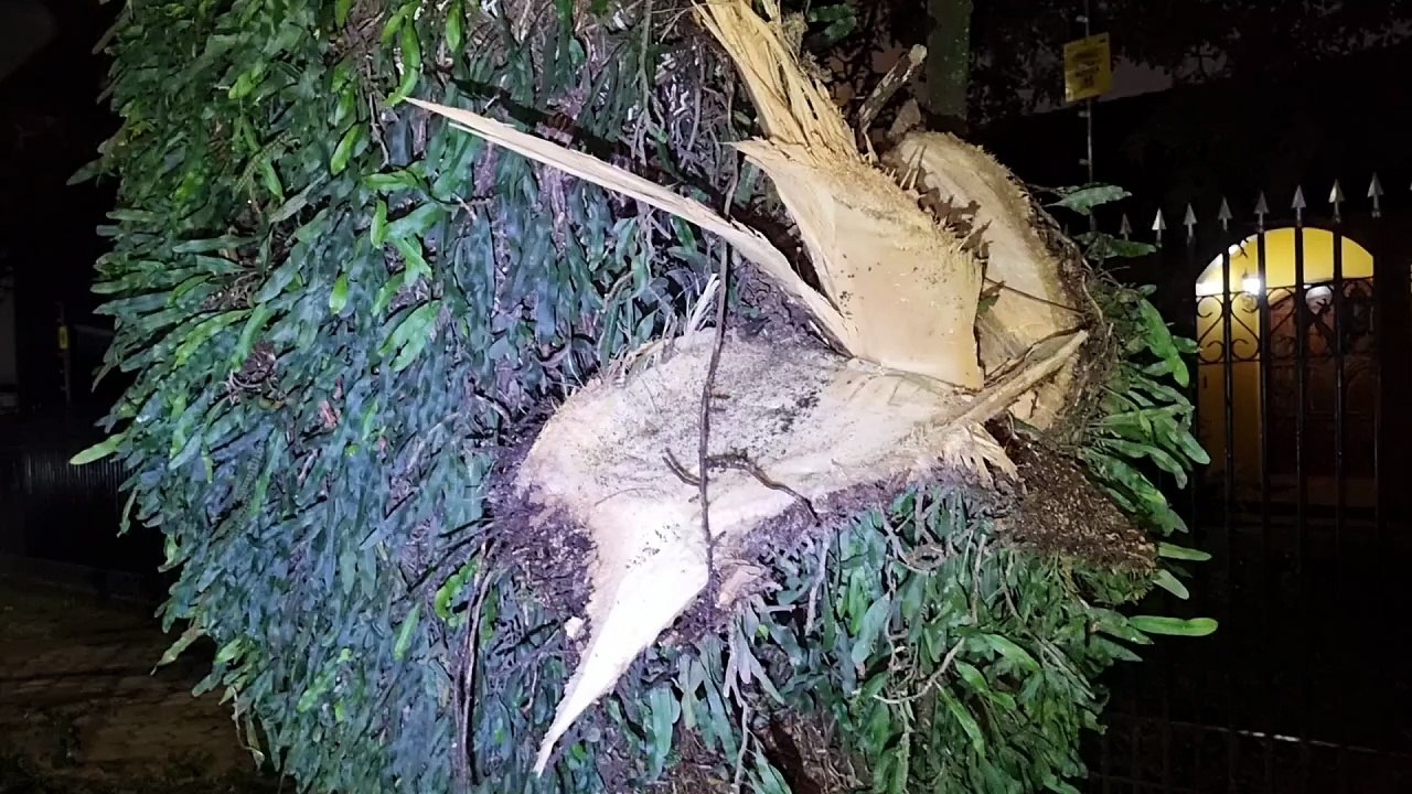 Ventania derruba galho de árvore e bloqueia rua no centro de Cascavel