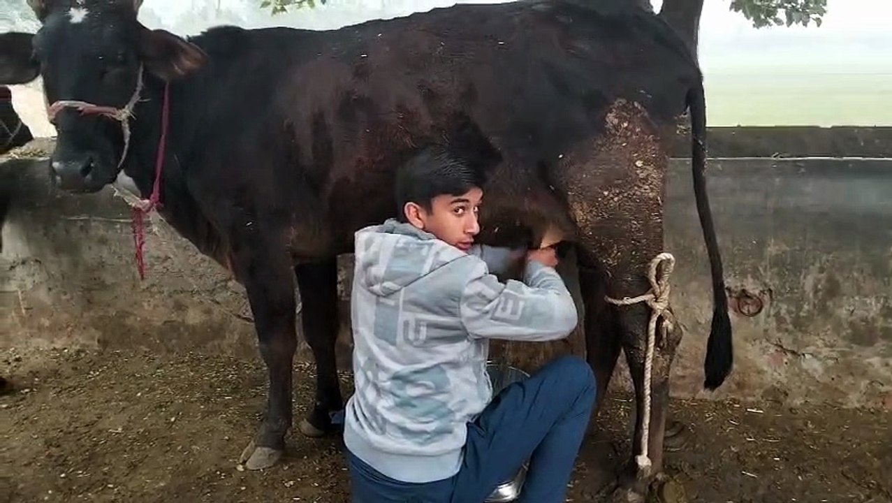 Cows