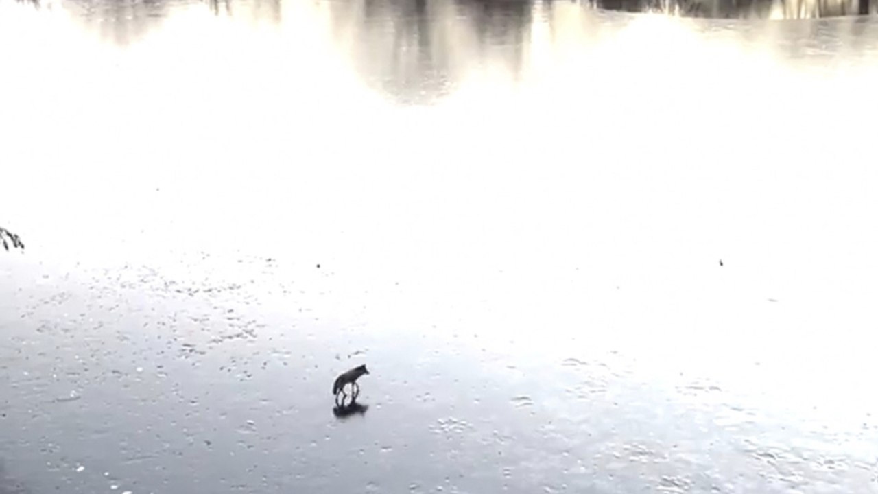 New York: un coyote passeggia tranquillamente su uno stagno ghiacciato a Central Park