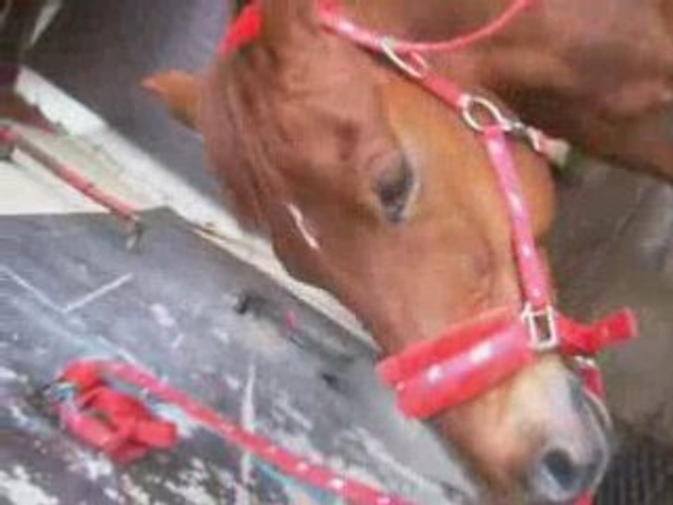 Goya je taime t aime