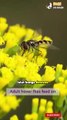 🐛🔍 Larva hover fly: pahlawan kecil kebunmu!   Meski tampak tak mencolok, mereka rakus memakan kutu daun (aphid) yang merusak tanaman. Salah satu penjaga alami terbaik di kebun!