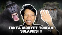 Monyet Tonkean Sulawesi Memiliki Sifat Toleran dan Cinta Damai