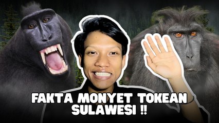 Monyet Tonkean Sulawesi Memiliki Sifat Toleran dan Cinta Damai