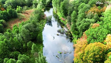 Tranquil Strings - Classical Guitar Music For Relaxing Moments
