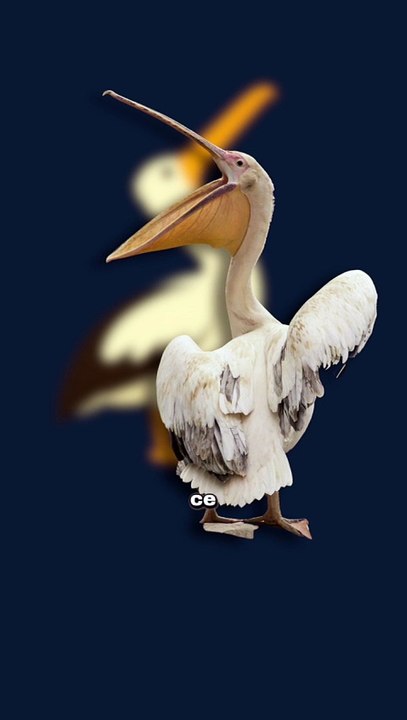 L'oiseau au bec de 13L ! #oiseau #pelican #animaux #nature #humour