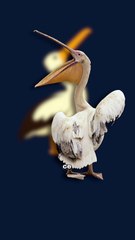 L'oiseau au bec de 13L ! #oiseau #pelican #animaux #nature #humour