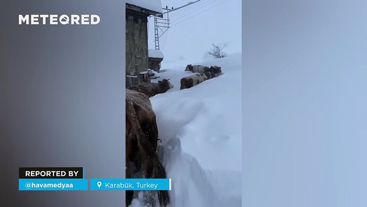 Several cows make their way through a heavy snowfall in Karabük, Turkey