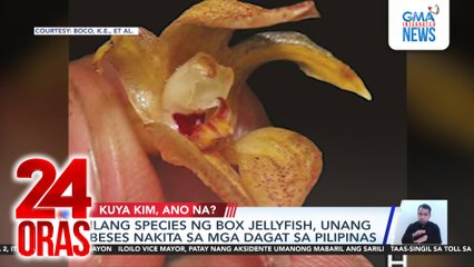 Bagong species ng pitcher plant, nadiskubre sa Palawan; critically endangered na, ayon sa IUCN | 24 Oras