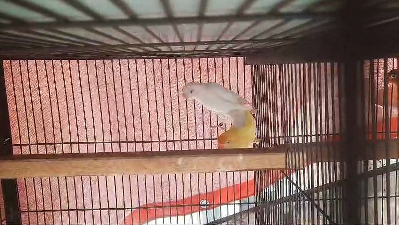 Astalion Parrot #parrot #parrottalking #parrotlover #parrots #parrotvideo #parrotr #parrotvideo