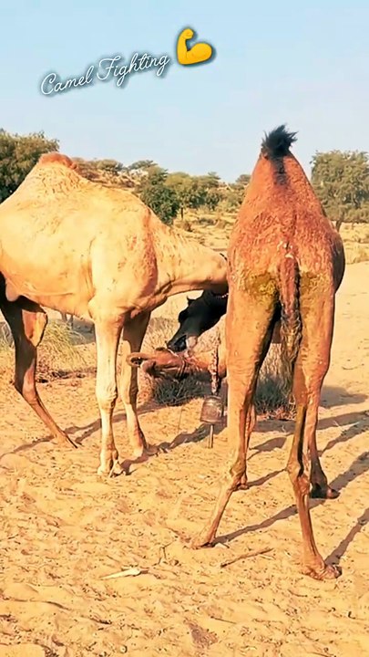 Camel Fighting 💪💪💪 #desertlife