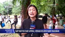 Warga Antusias Lihat Sapi Watusi dari Afrika, Koleksi Hewan Baru di Taman Margasatwa Ragunan