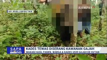 Nasib Naas, Kades di Lampung Meninggal Dunia Usai Diserang Kawanan Gajah | SAPA MALAM