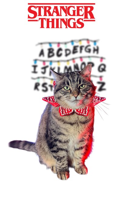 😼 Le DemoCat ! 👹