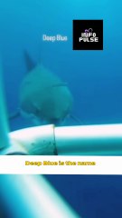 "Deep Blue: The Ocean Giant That Revealed the Secrets of Great White Sharks!"