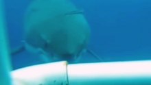 "Deep Blue: The Ocean Giant That Revealed the Secrets of Great White Sharks!"