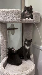 The 3 newbies are starting to play!