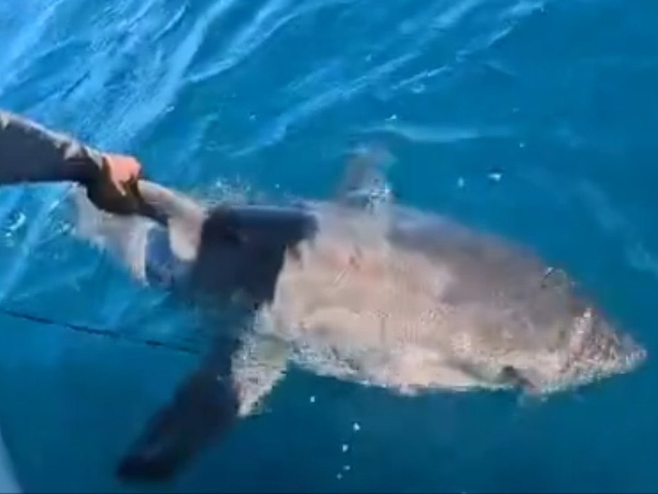 Angler zieht Weißen Hai aus dem Meer