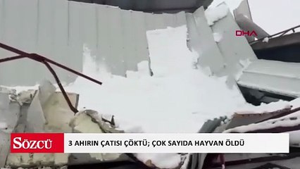 Siirt’te karın ağırlığıyla 3 ahırın çatısı çöktü; çok sayıda hayvan öldü