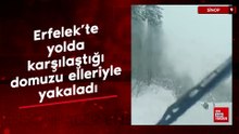 Erfelek’te yolda karşılaştığı domuzu elleriyle yakaladı