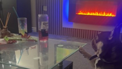 Dog jumps on the table for strawberry lace but ends up spilling blackcurrant juice