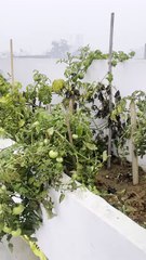 Tomatoes on my terrace garden