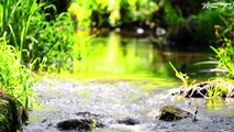 Yoga Serenade - Relaxation Music For Mindful Practice