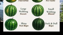 how to pick the prfect watermelon