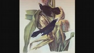 The crow and the blackbird-Edmundo Ros  [DECCA]78rpm