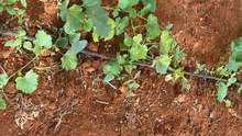 The melons have been planted and are being checked.