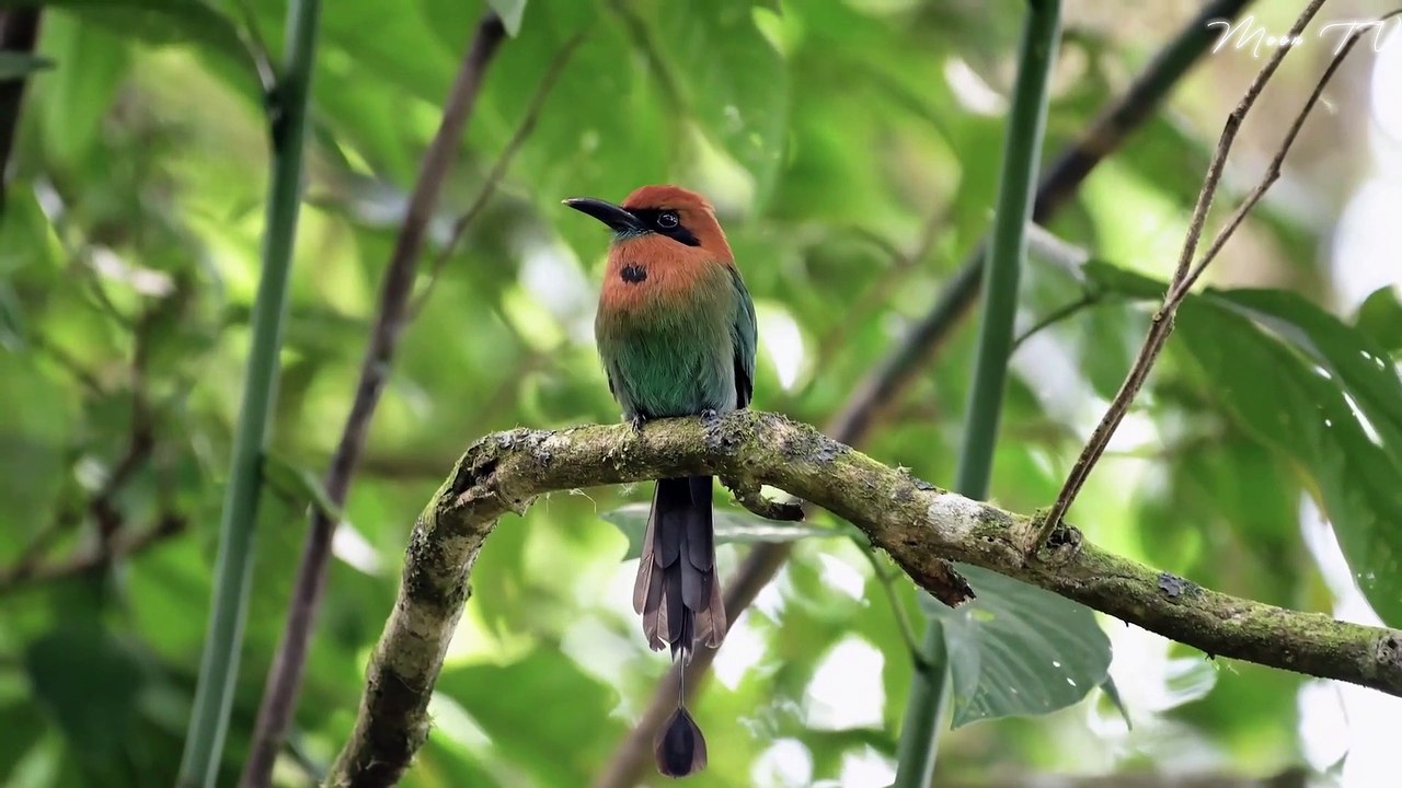 Soothing Flute Music For Tranquility